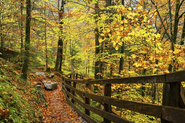 A hiking trail in the Lammerklamm gorge. Autumn, trees with colourful leaves. Scheffau, Lammertal,