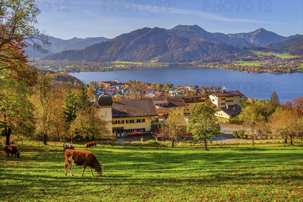 Mountain meadow with cows and panorama of village and lake in autumn, village Tegernsee, Tegernsee,