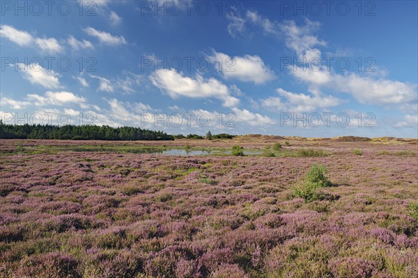 Wide blooming heath under a blue sky with scattered clouds in a natural landscape, Fanö, North Sea,
