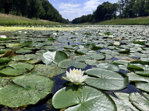 European white water lilies, white pond lilies, water lilies (Nymphaea alba) on large canal in