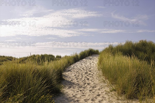 Path in the dunes on Borkum