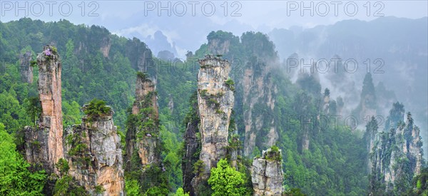 Famous tourist attraction of China, Zhangjiajie stone pillars cliff mountains in fog clouds at