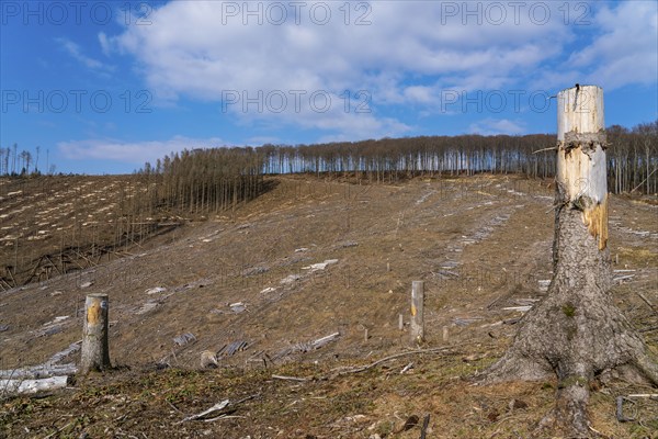 Cleared forest area north of the village of Öventrop, district of Arnsberg, dead spruce stands were