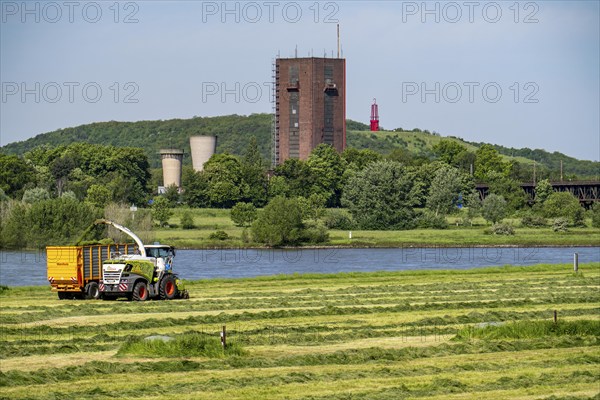 Hay harvest, on a Rhine meadow near Duisburg-Beeckerwerth, a forage harvester picks up the cut