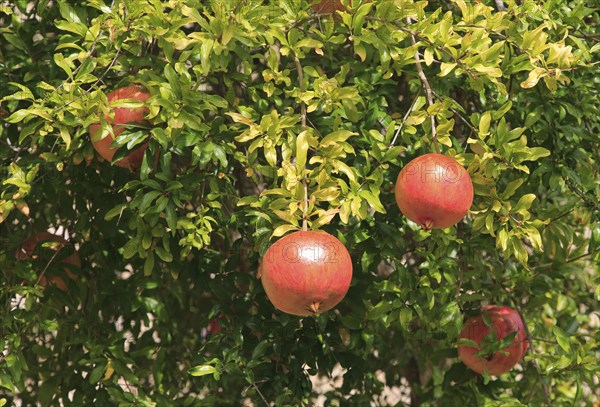 Pomegranate fruit growing on tree, Trujillo, Caceres province, Extremadura, Spain, Europe