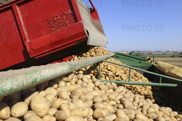 Agriculture potato harvesting with harvester (Mutterstadt, Rhineland-Palatinate)