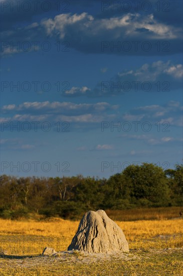 Termite mounds, termites (Termitoidae) in the evening sun in Moremi National Park in Botswana
