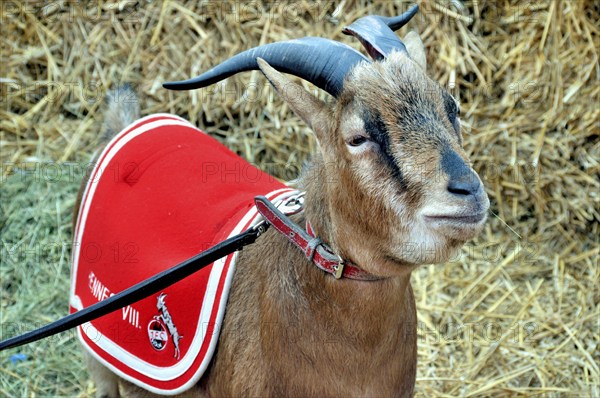 Hennes the VIII, the mascot of 1. FC Köln, RheinEnergie Stadium, Cologne, North Rhine-Westphalia,