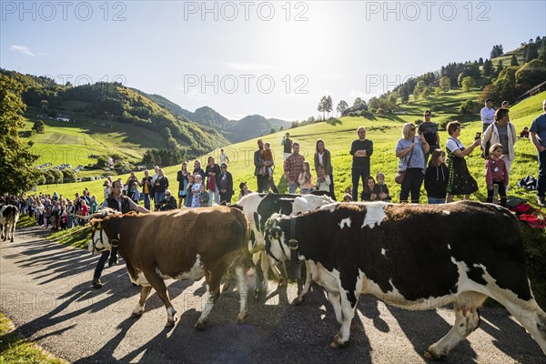 Alpine cattle drive, Münstertal, Southern Black Forest, Black Forest, Baden-Württemberg, Germany,