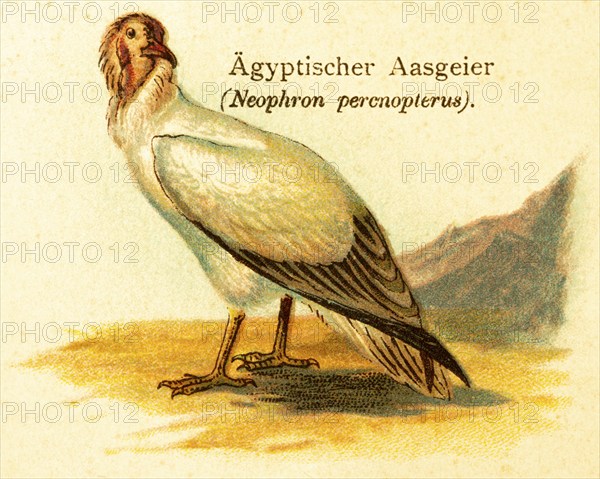 Egyptian vulture (Neophron percnopterus) Egypt, carrion, plumage, historical illustration, World of