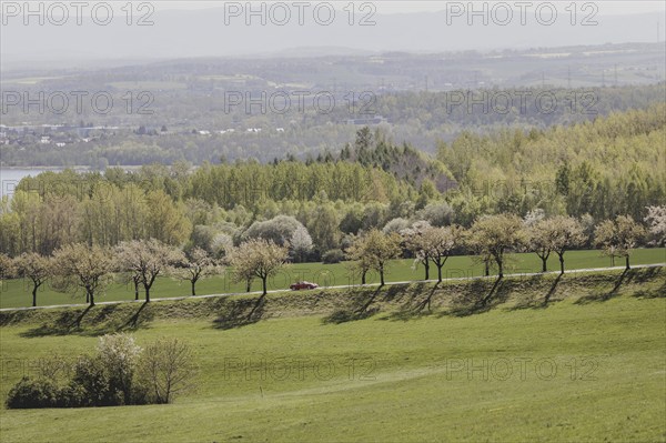 A car drives along a cherry blossom avenue in Jauernick-Buschbach, 12.04.2024