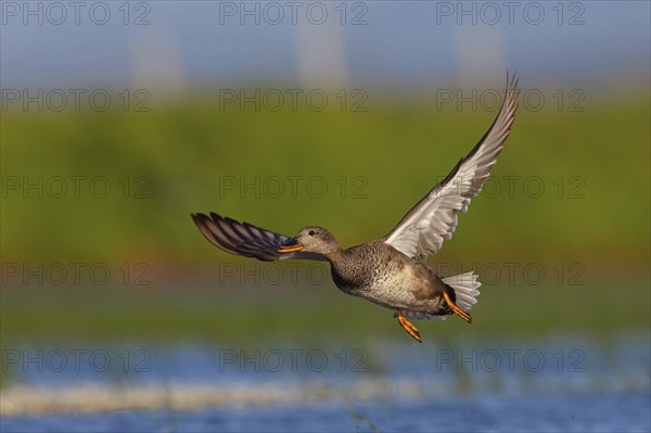 Gadwall, (Anas strepera), Mareca strepera, aerial photograph, Wagbachniederung, Calera Y Chozas,