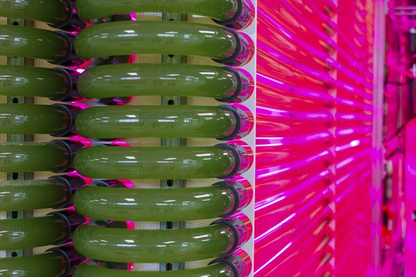 PUEVIT GmbH produces the most efficient photobioreactors for the cultivation of microalgae. The aim
