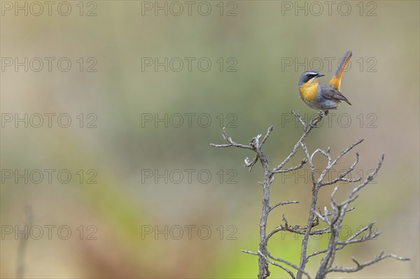 Cossypha caffra, family of flycatchers, Underberg surroundings, Underberg, KwaZulu-Natal, South