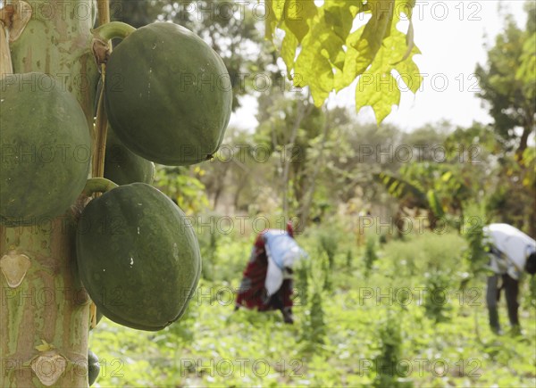 Cultivation of papaya by farmers during organic farming at the agroecological training centre