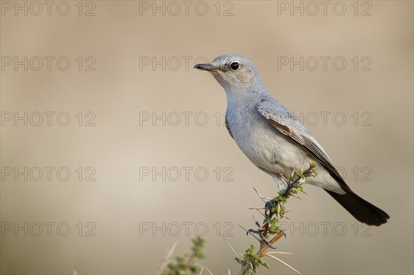 Blackstart, (Cercomela melanura), Grey Chat, Ayn Hamran, Salalah, Dhofar, Oman, Asia