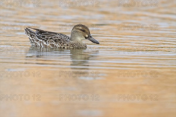 Garganey, (Anas querquedul), duck family, East Khawr / Khawr Ad Dahariz, Salalah, Dhofar, Oman,