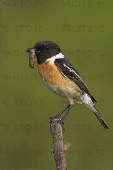 Stonechat, (Saxicola torquata), foraging, male, Bad Dürkheim district, Eich, Rhineland-Palatinate,