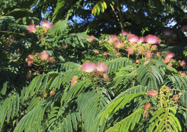 Persian bastard tamarind (Albizia julibrissin), North Rhine-Westphalia, Germany, Europe