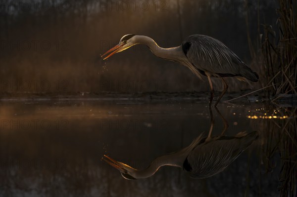 Grey heron (Ardea cinerea), also heron, hunting, fishing, sunrise, rainy weather, shallow water