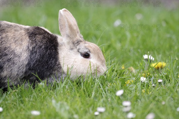 Bunny (Oryctolagus cuniculus domestica), Hare, grass, eating, close-up of a Domestic rabbit in the