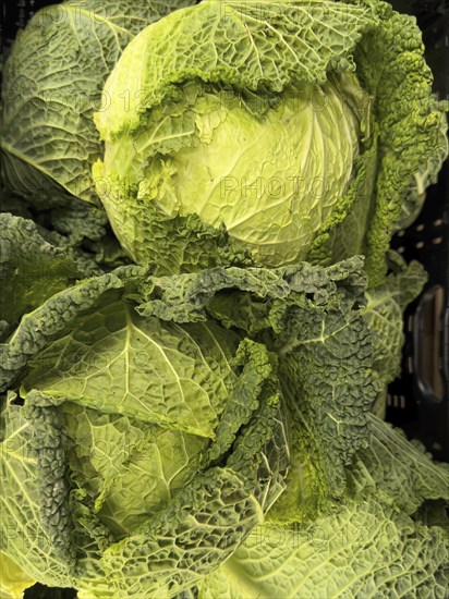 Savoy cabbage (Brassica oleracea convar. Capitata var. sabauda) Welschkraut, Wirsingkraut,