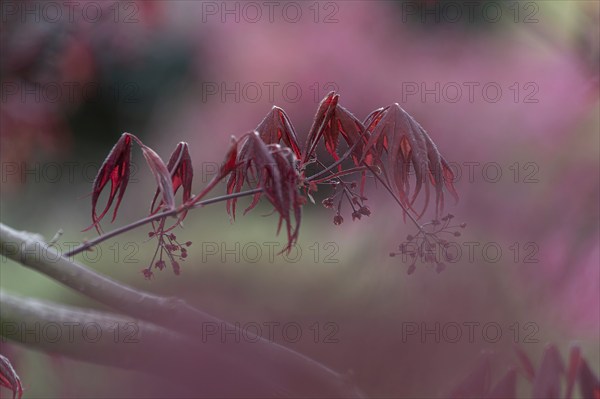 Nature, plant, Asian maple, Acer palmatum, red, bokeh