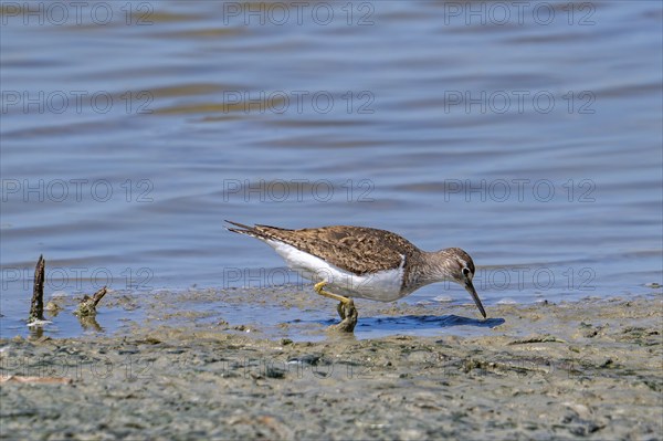 Common sandpiper (Actitis hypoleucos, Tringa hypoleucos) foraging for invertebrates in mud along
