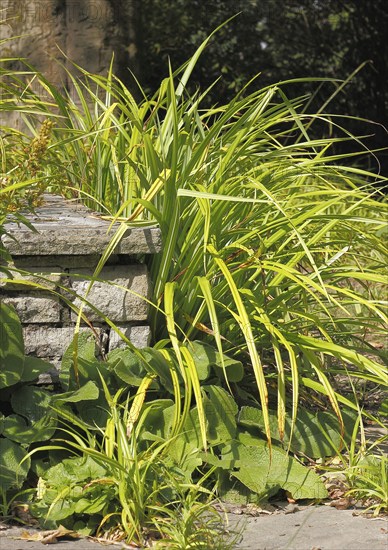Sedge (Carex), in the park, North Rhine-Westphalia, Germany, Europe