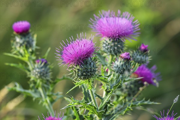 Purple thistles in bloom. KI generiert, generiert, AI generated