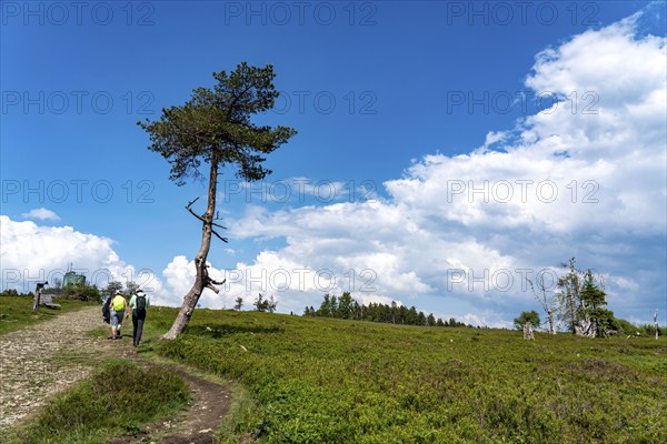 Landscape on the Kahler Asten, mountain, in the Hochsauerland district, Hochheide, North