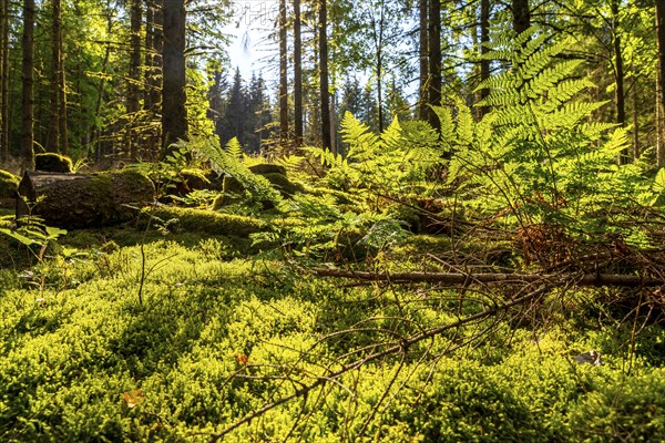 Forest, Sauerland landscape, mosses and ferns, Rothaargebirge, north-west, above the town of Bad