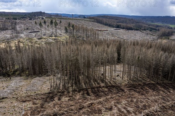 Area in the Arnsberg Forest near Warstein-Sichtigvor, Soest district, over 5000 young trees were