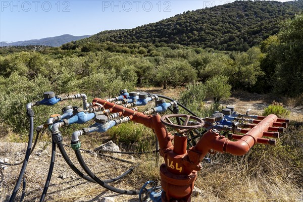 Water supply in an olive tree plantation, several hoses lead from a main pipe to the respective