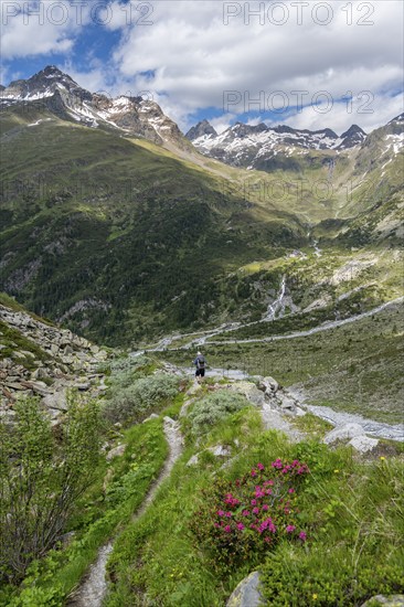 Mountaineer on hiking trail in front of picturesque mountain landscape with blooming alpine roses,