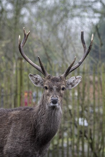 Vietnamese sika deer (Cervus nippon pseudaxis), portrait, Nordhorn Zoo, Lower Saxony, Germany,