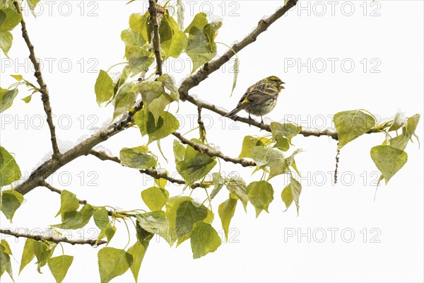 A Serinus serinus sitting on the branch of a black poplar with green leaves, singing, chirping,