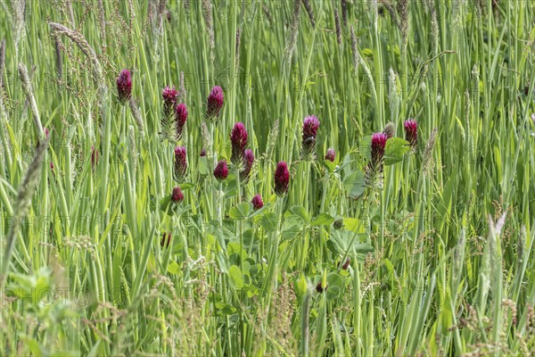 Incarnate clover (Trifolium incarnatum), Emsland, Lower Saxony, Germany, Europe