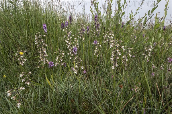 Marsh helleborine (Epipactis palustris) and Southern marsh orchid (Dactylorhiza praetermissa),