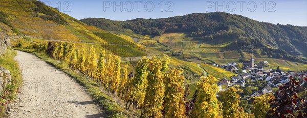 Vineyards in autumn, Mayschoß, Ahr valley, red wine of the Pinot Noir and Portugieser grape is