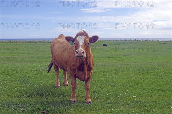 Brown cow on green meadow with blue sky in the background, Humour, Aberdeenshire, Scotland, Great
