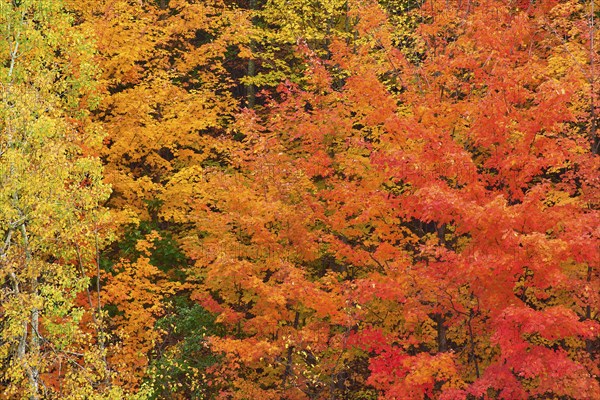 Maple (Acer), in bright orange, red and yellow tones, autumn, Vermont, New England, USA, North