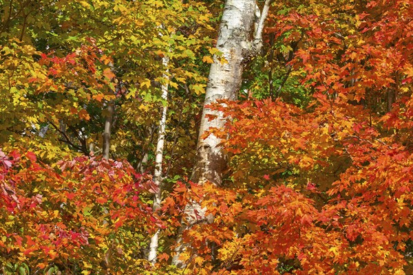 A forest with colourful maple (Acer), in yellow, red, orange and green, autumn, White-Mountain, New