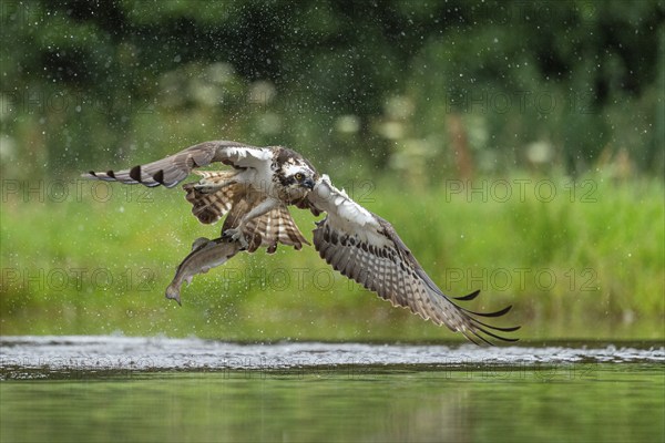 Western osprey (Pandion haliaetus) hunting with a trout, Aviemore, Scotland, Great Britain