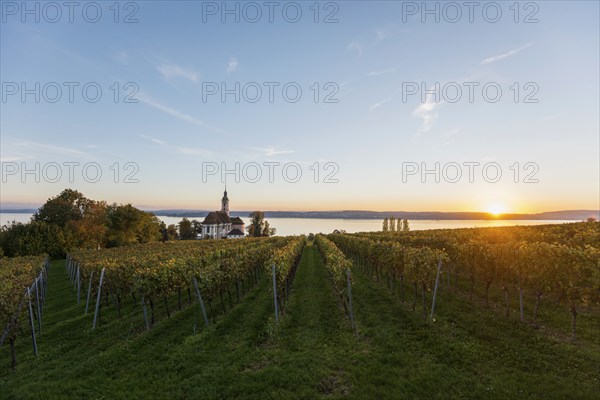 Pilgrimage church Birnau with vineyards in autumn, sunset, Uhldingen-Mühlhofen, Lake Constance,