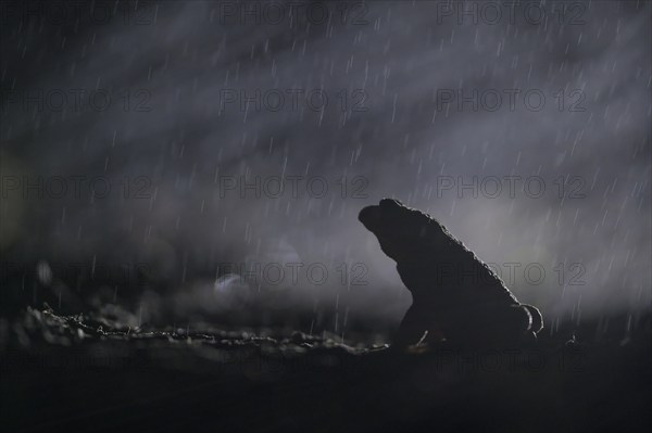 Common toad (Bufo bufo), single male, in the rain, on the way to the spawning waters, evening, toad
