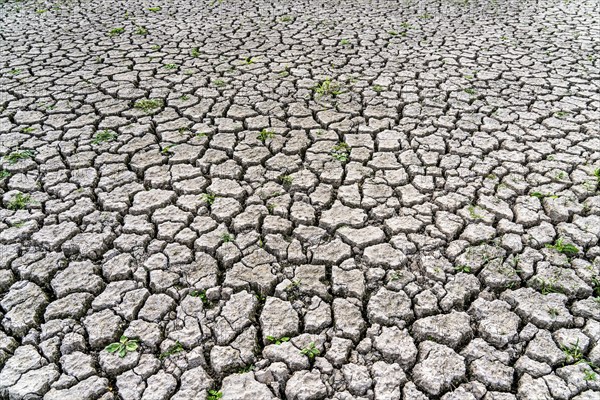 Dry ground, cracked, dried-up riverbed, in a branch of the Rhine, near Duisburg