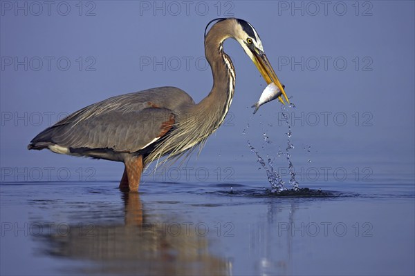 Canada heron with prey, fish, (Ardea herodias), Ft. De Soto Park, Everglades NP, Florida, USA,