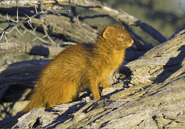 Slender mongoose (Galerella sanguinea) enjoying the first rays of sunshine Kalahari South Africa