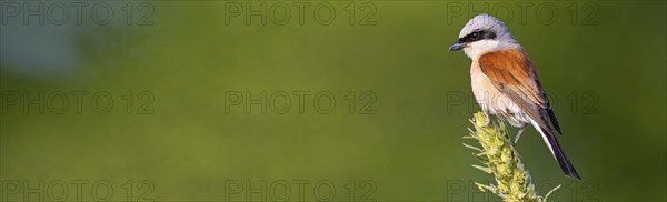 Red-backed shrike, red-backed shrike, thorn-backed shrike, family of shrikes, (Lanius collurio),